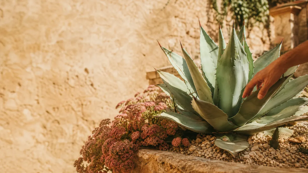 Plante grasse extérieur plein soleil : top variétés et soins